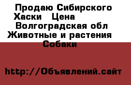 Продаю Сибирского Хаски › Цена ­ 30 000 - Волгоградская обл. Животные и растения » Собаки   